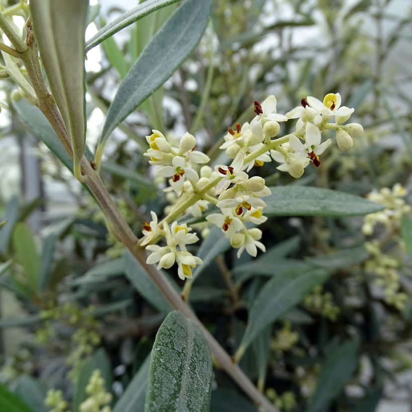 Olea europaea Stem - Olive (Flowering)