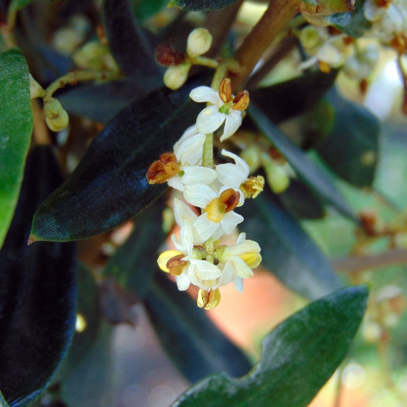 Olea europaea - Olive (Flowering)