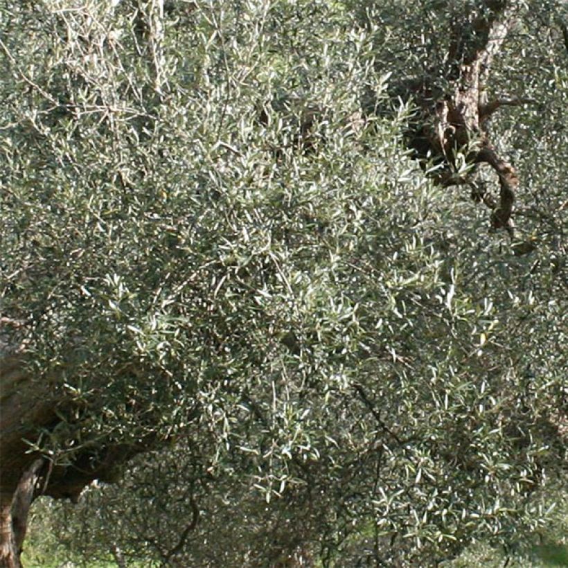 Olea europaea Picholine - Olive tree (Foliage)