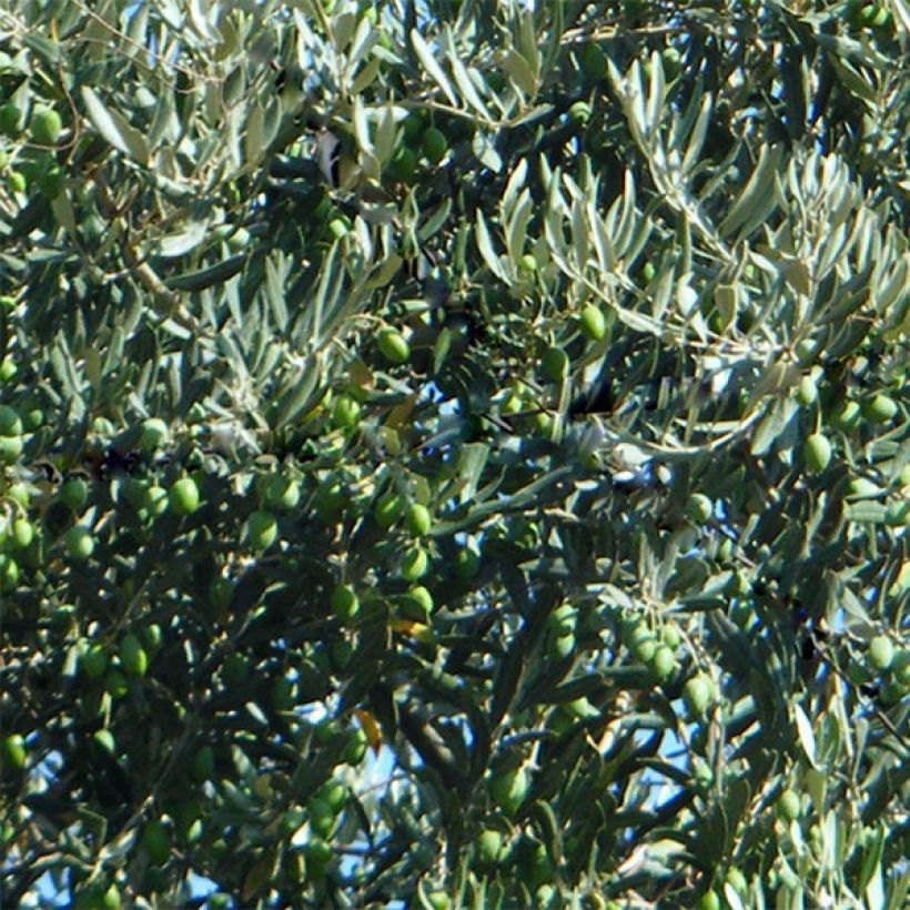 Olea europaea Picholine - Olive tree (Harvest)