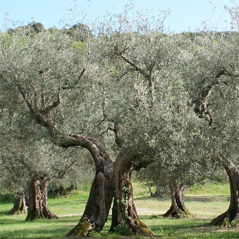 Olea europaea Picholine - Olive tree (Plant habit)