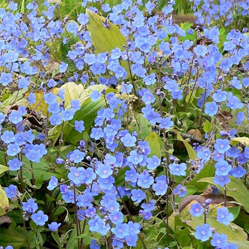 Omphalodes cappadocica (Flowering)