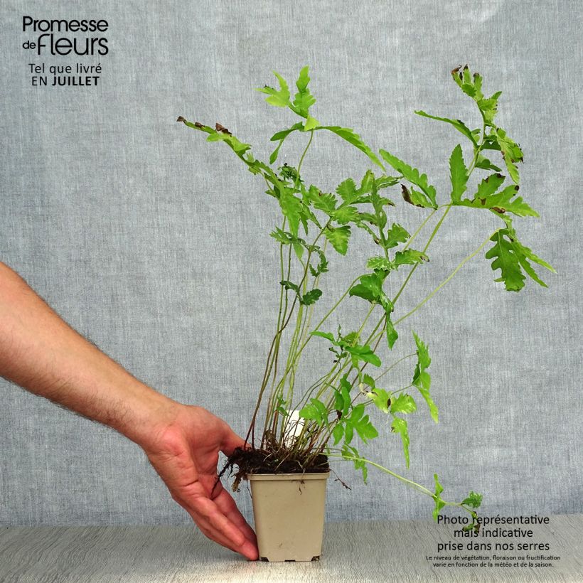 Onoclea sensibilis 8/9 cm pot sample as delivered in summer
