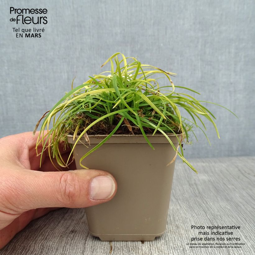 Ophiopogon chingii - Herbe aux turquoises - godet de 8/9cm sample as delivered in winter