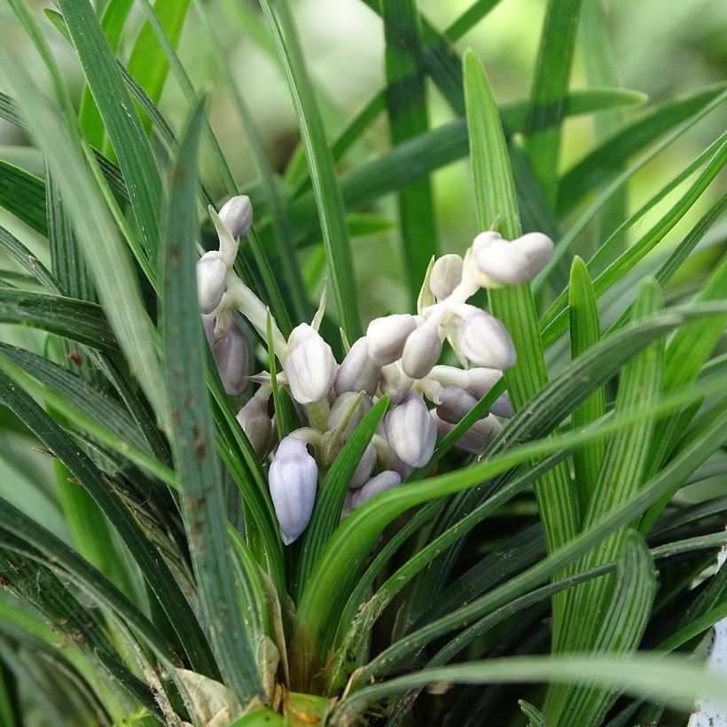 Ophiopogon japonicus (Flowering)
