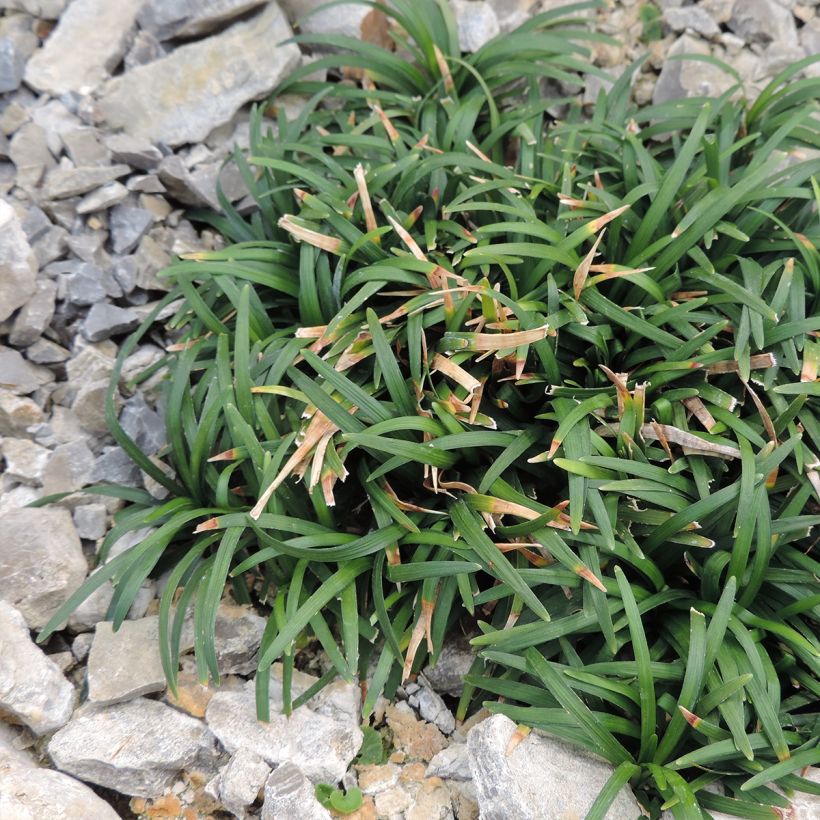Ophiopogon japonicus Minor (Plant habit)