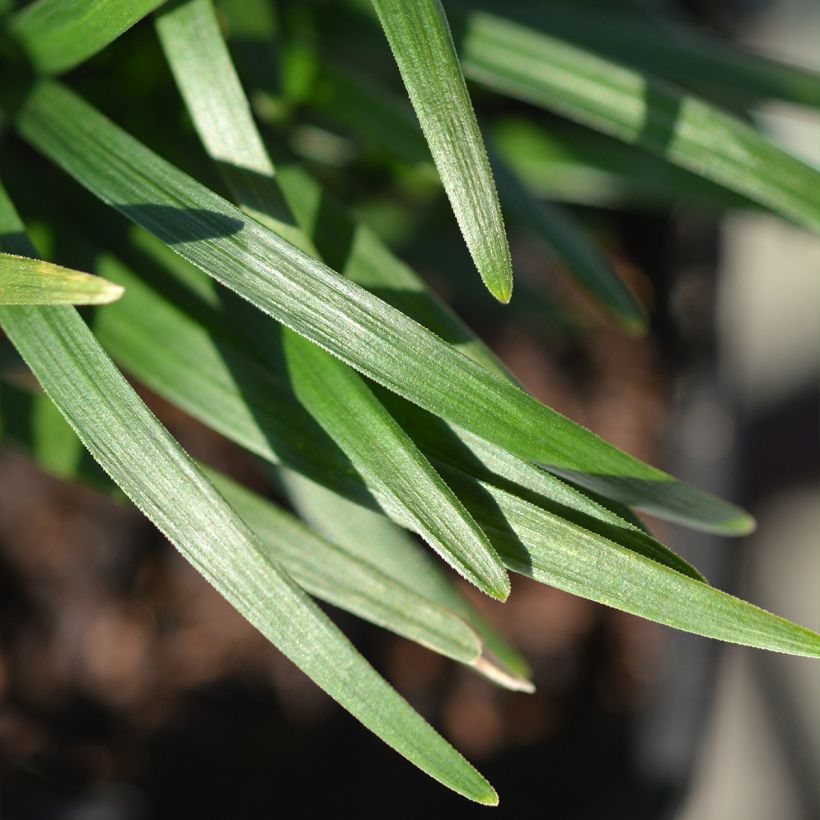 Ophiopogon japonicus Minor (Foliage)