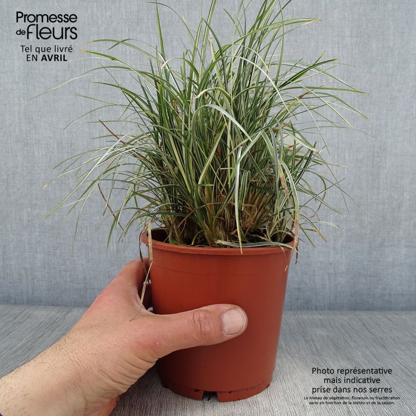Ophiopogon japonicus Silver Mist - Herbe aux turquoises panachée - Pot de 1L/1,5L sample as delivered in spring