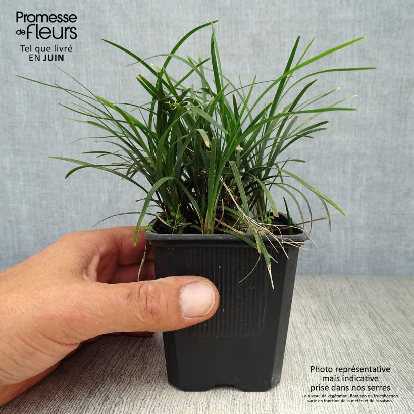 Ophiopogon japonicus  en godet de 8/9 cm sample as delivered in summer