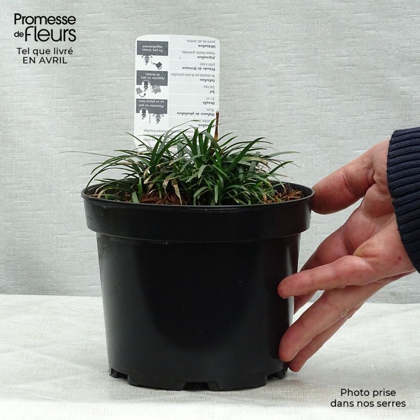 Ophiopogon japonicus sample as delivered in spring