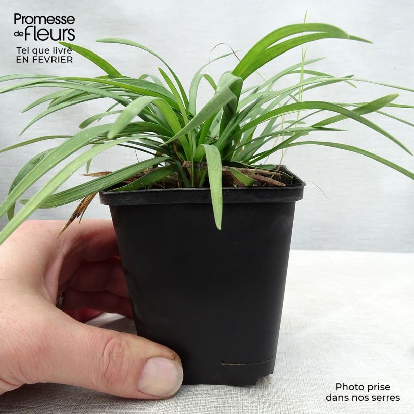 Ophiopogon planiscapus Godet de 9cm sample as delivered in winter