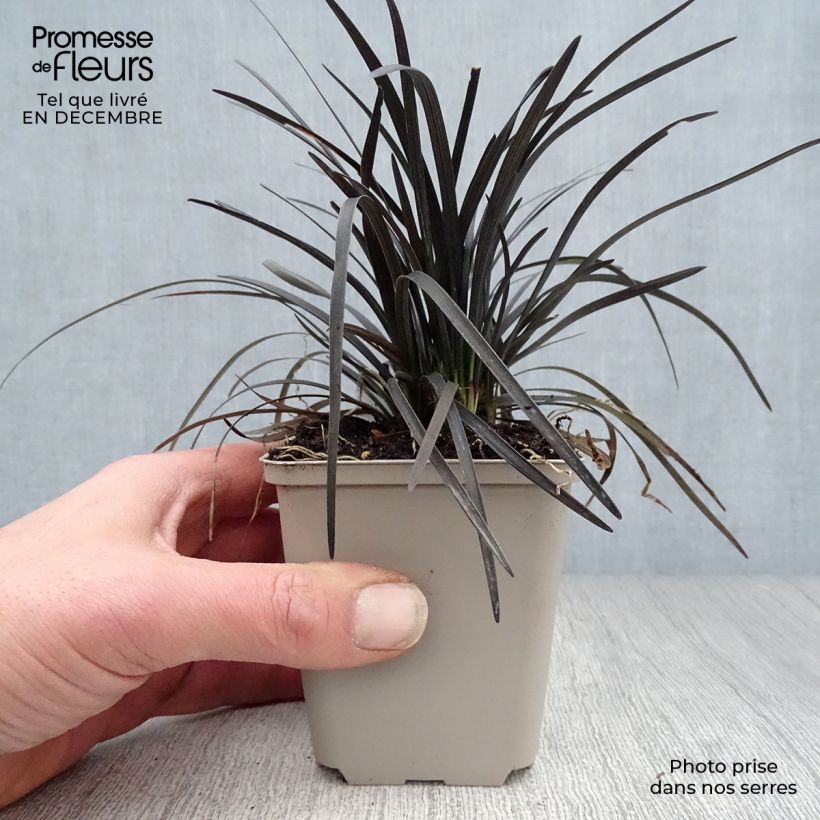 Ophiopogon planiscapus Nigrescens en godet de 9cm sample as delivered in winter