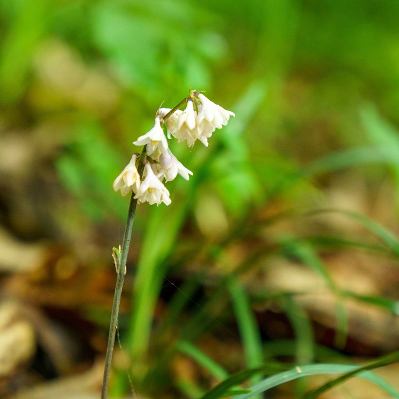 Ophiopogon planiscapus Olivaceus (Flowering)