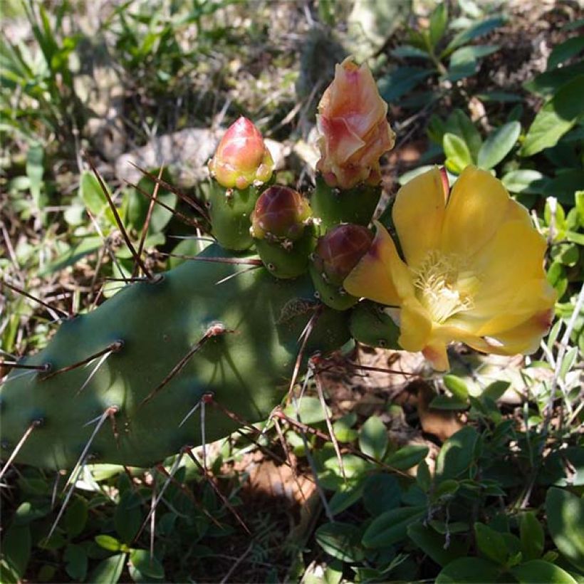 Opuntia anacantha - Prickly Pear (Flowering)