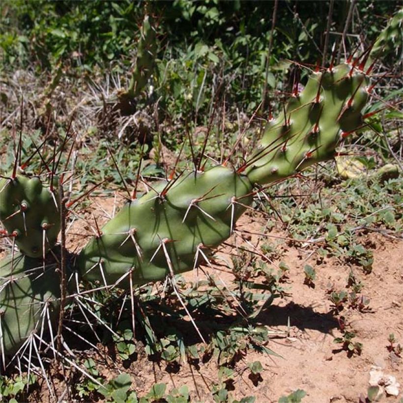 Opuntia anacantha - Prickly Pear (Plant habit)