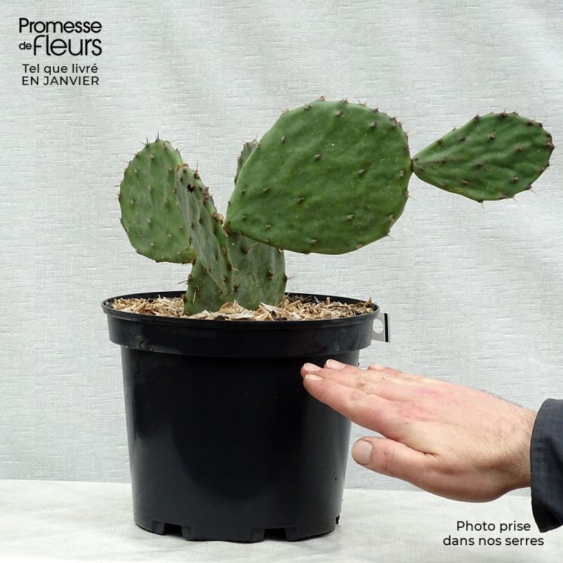 Opuntia atrispina Pot de 4L/5L sample as delivered in winter