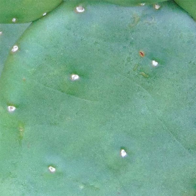 Opuntia compressa Millevaches - Prickly Pear (Foliage)