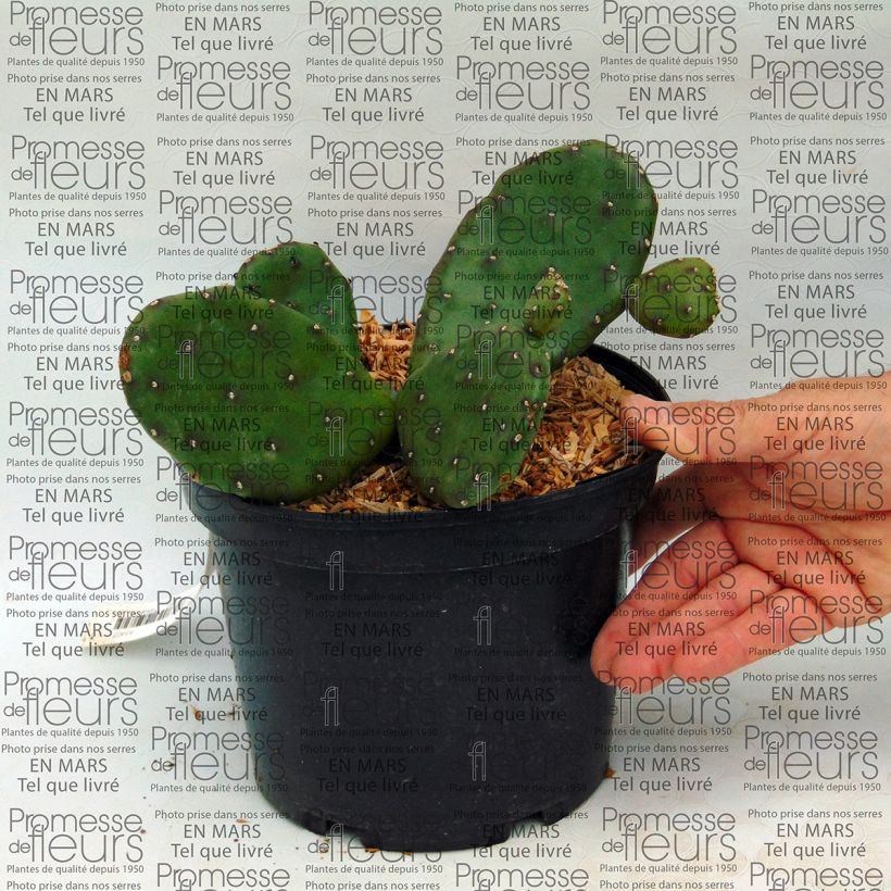 Example of Opuntia compressa Millevaches - Prickly Pear specimen as delivered