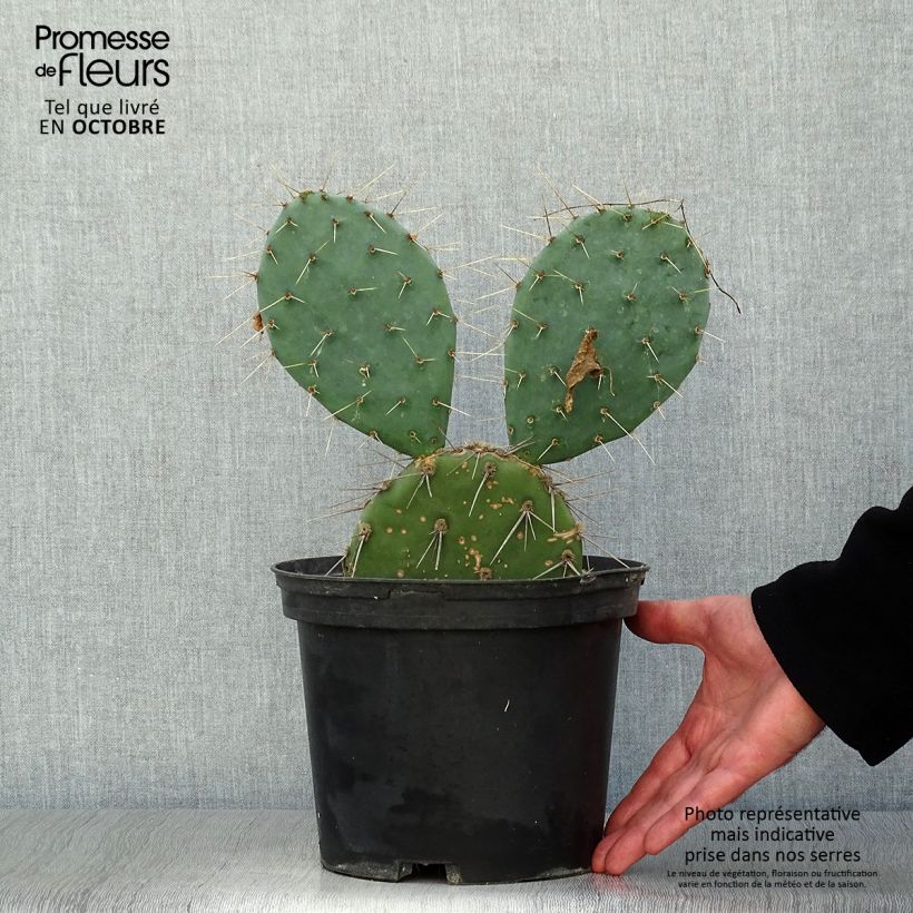 Opuntia discata - Cactus raquette Pot de 5L sample as delivered in autumn