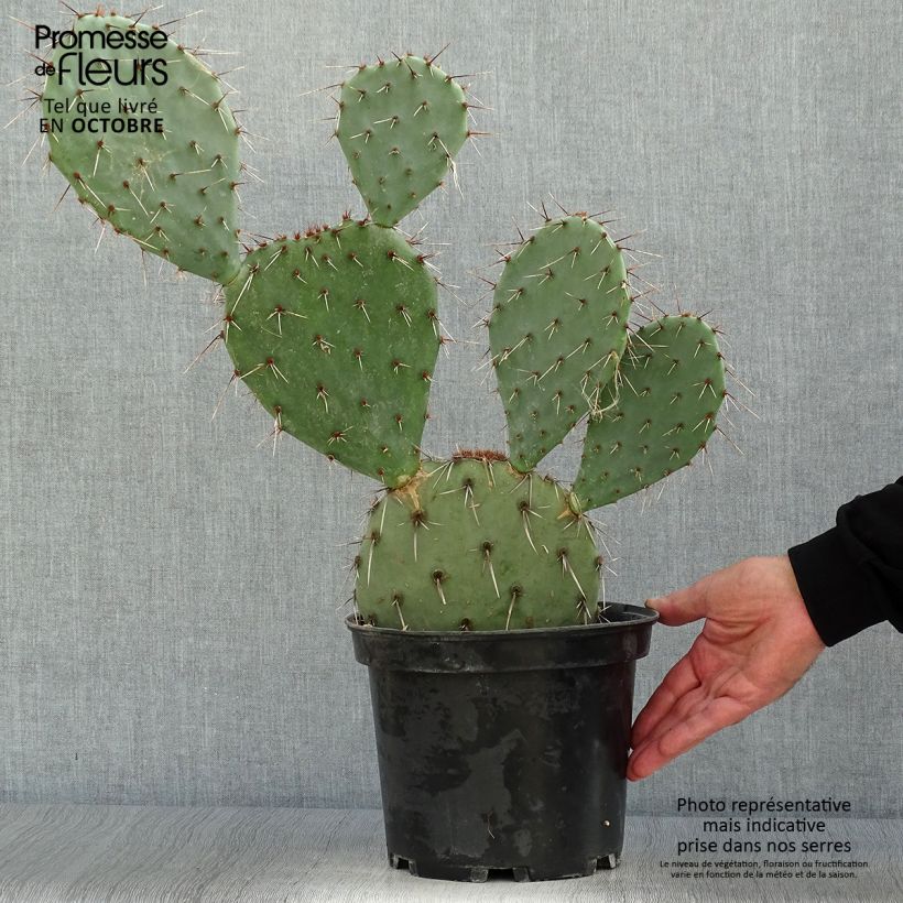 Opuntia dulcis - Cactus raquette Pot de 5L sample as delivered in autumn