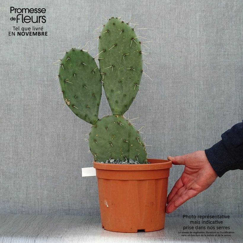 Opuntia engelmannii  Belen - Cactus raquette Pot de 5L sample as delivered in autumn