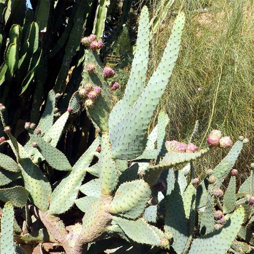 Opuntia engelmannii var. linguiformis - Prickly Pear (Plant habit)