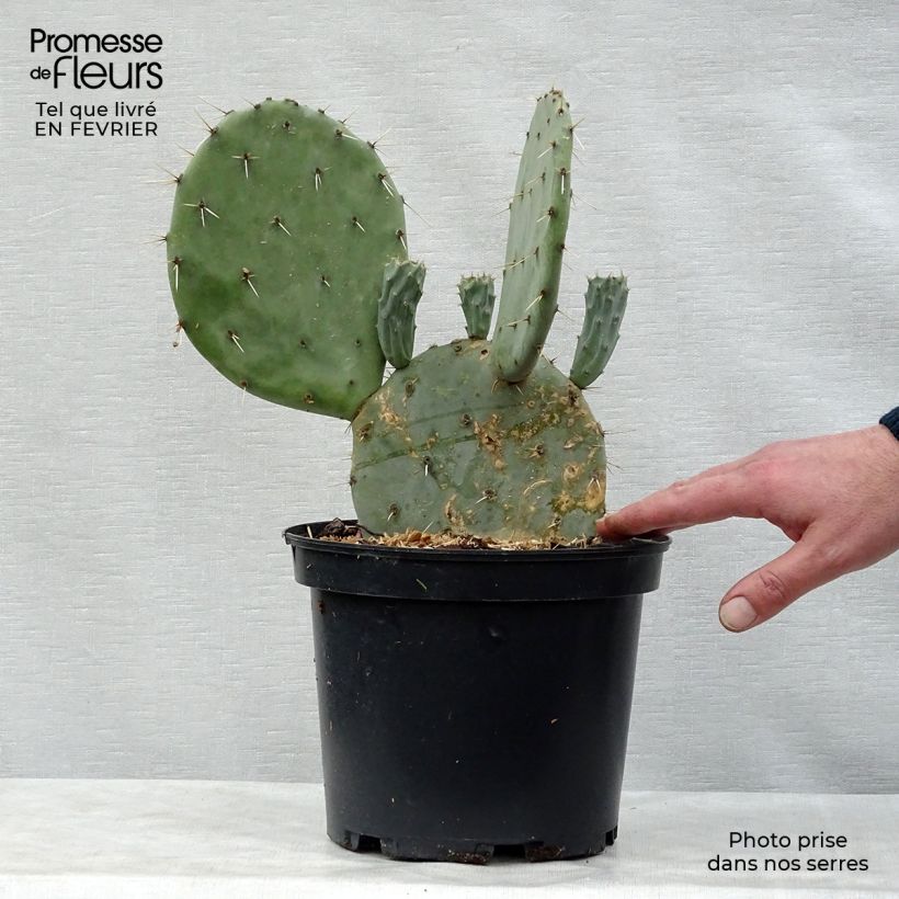 Opuntia engelmannii var. linguiformis - Oponce Pot de 4L/5L sample as delivered in winter