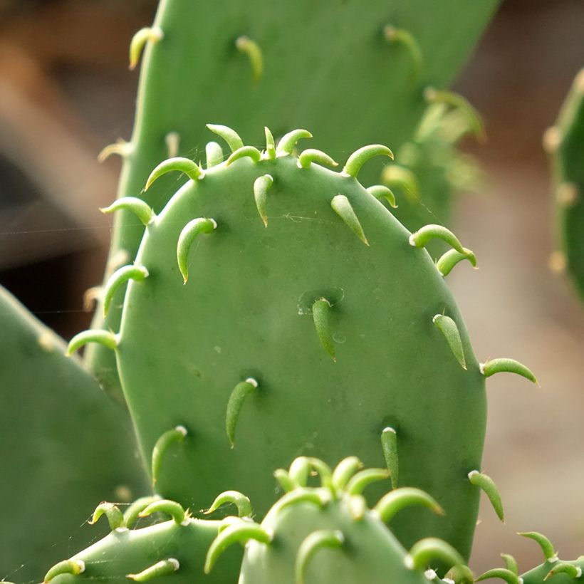 Opuntia laevis - Prickly Pear (Foliage)