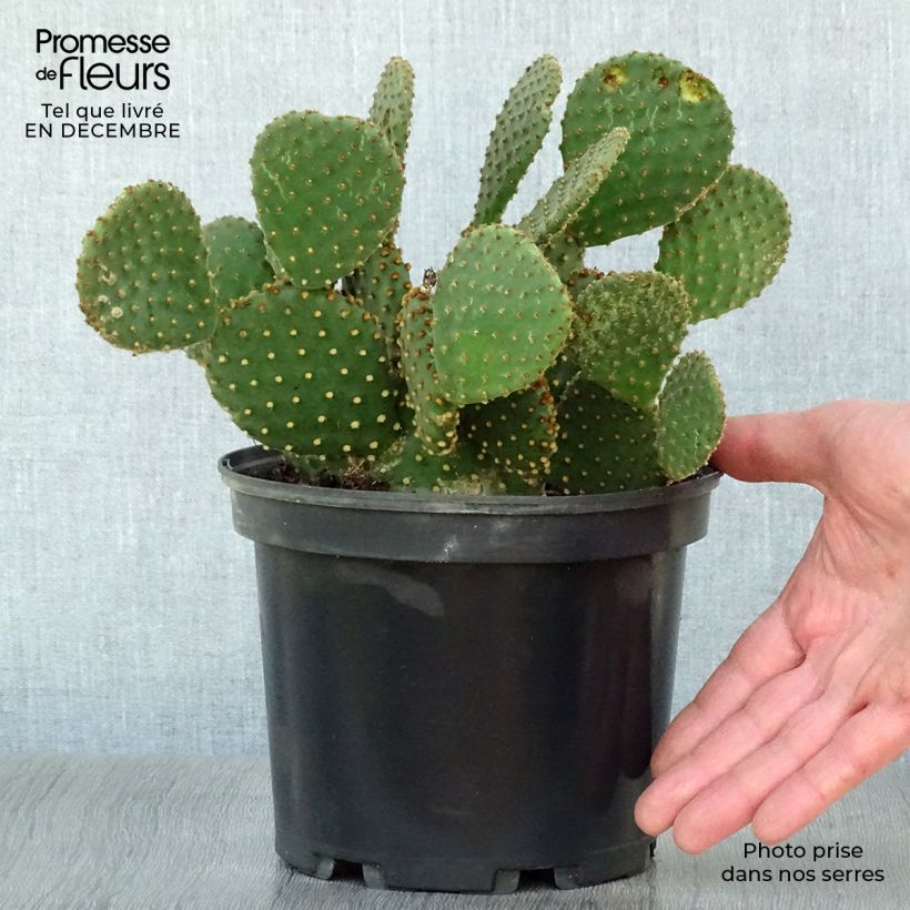 Opuntia lubrica - Cactus raquette Pot de3L/4L sample as delivered in winter