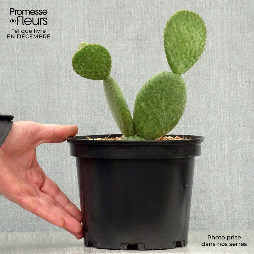 Opuntia microdasys Caress - Cactus raquette Pot de 3L/4L sample as delivered in winter