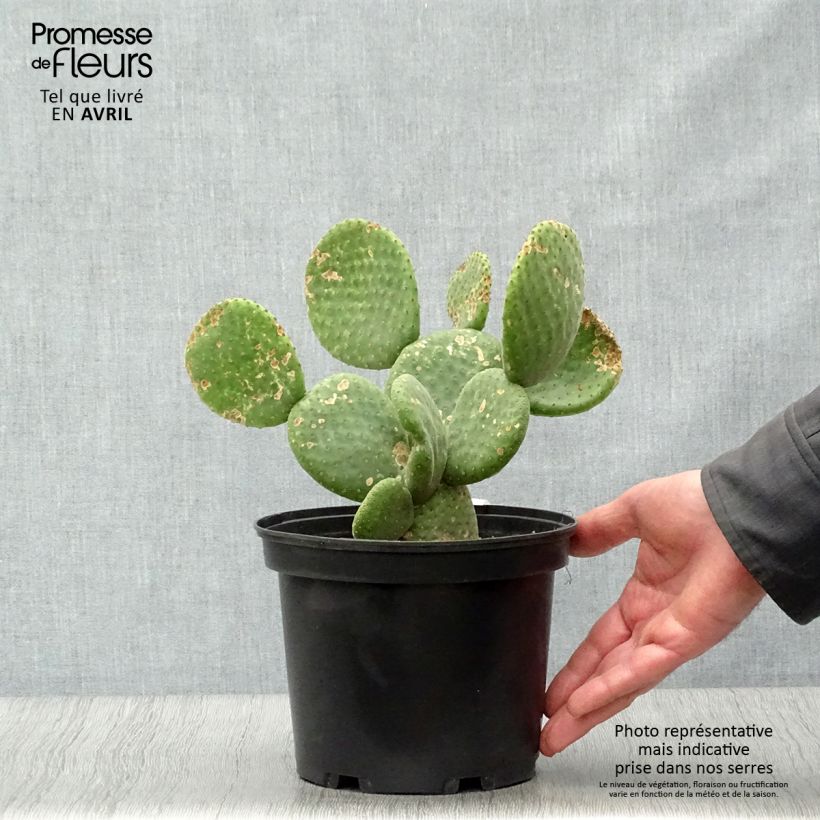 Opuntia microdasys Caress - Prickly Pear sample as delivered in spring