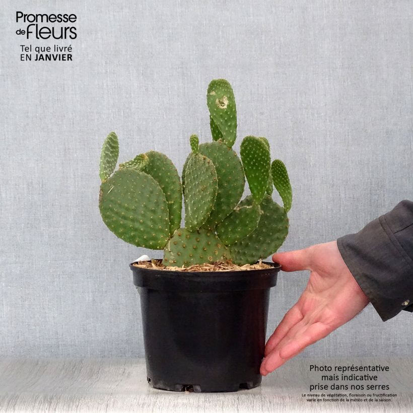 Opuntia microdasys - Oponce Pot de 2L/3L sample as delivered in winter