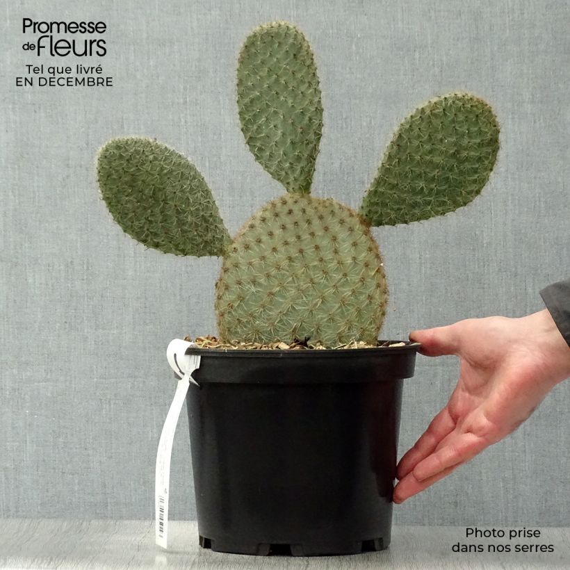 Opuntia scheeri - Cactus raquette Pot de 5L sample as delivered in winter