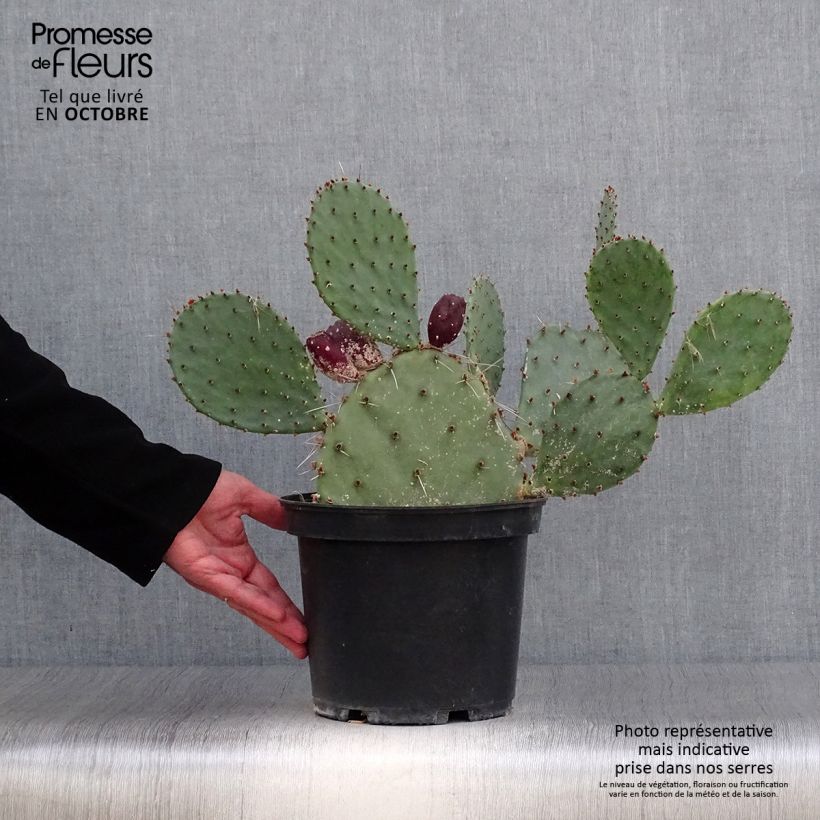 Opuntia semispinosa - Cactus raquette Pot de 5L sample as delivered in autumn