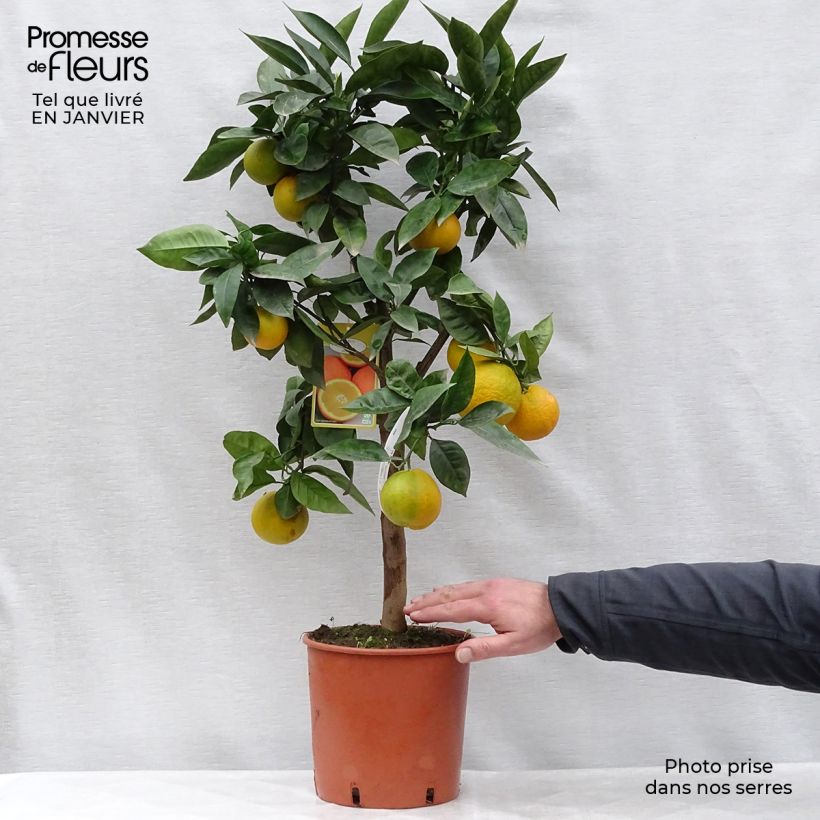 Oranger - Citrus Sinensis - Agrumes Pot de 4L/5L sample as delivered in winter