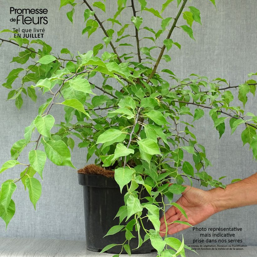Maclura pomifera 7.5L/10L pot sample as delivered in summer