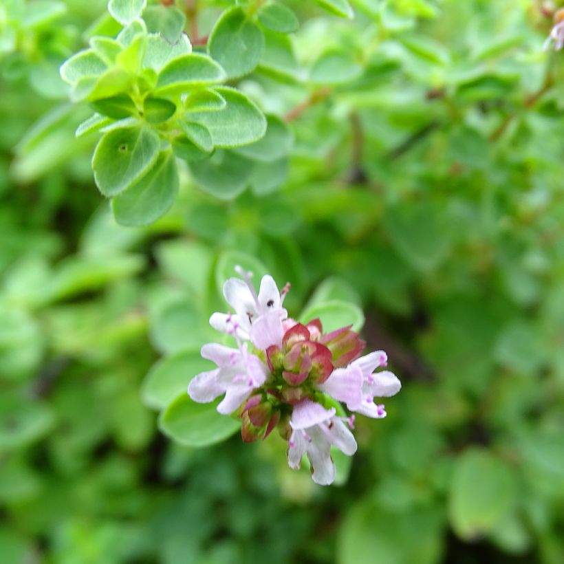 Origanum vulgare Compactum - Oregano (Flowering)