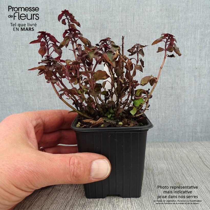 Origanum laevigatum Herrenhausen -  Origan pourpre - Marjolaine Godet de 8/9cm sample as delivered in winter