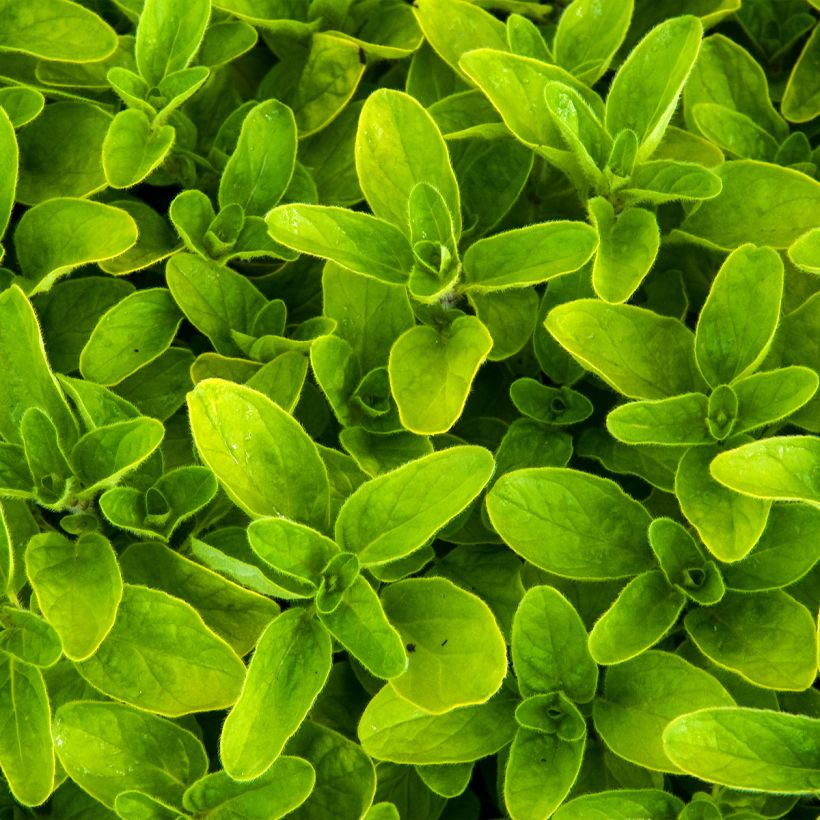 Origanum vulgare Thumbles Variety - Oregano (Foliage)