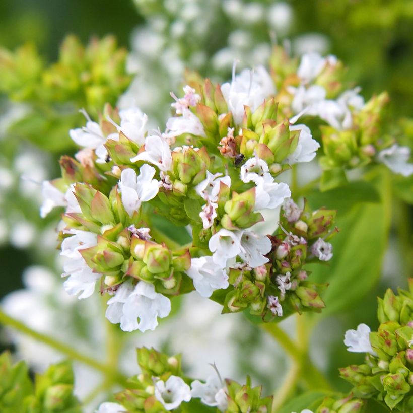 Origanum vulgare Thumbles Variety - Oregano (Flowering)