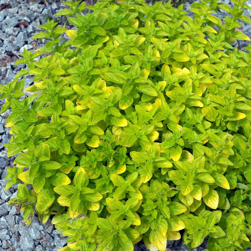Origanum vulgare Thumbles Variety - Oregano (Plant habit)
