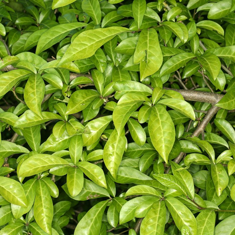 Orixa japonica - Japanese orixa (Foliage)