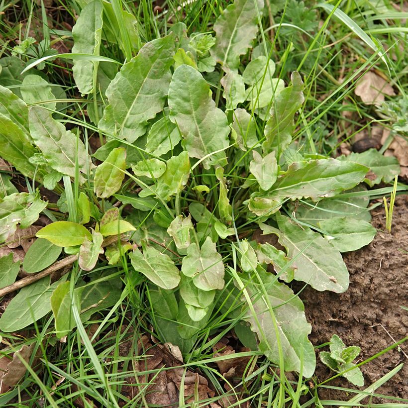 Wild sorrel - Rumex acetosa - seeds (Plant habit)