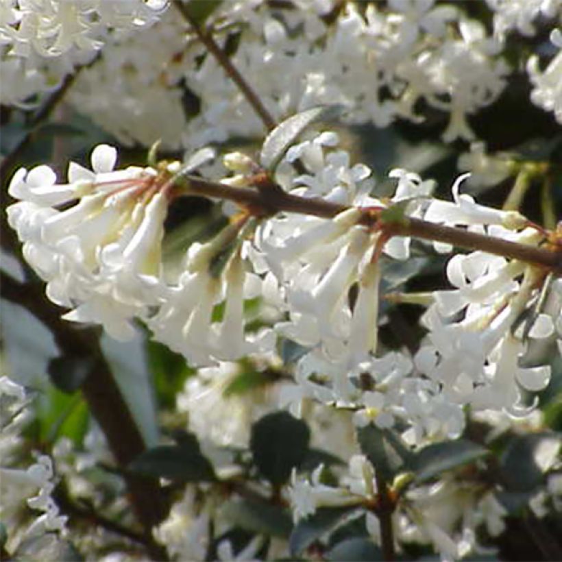 Osmanthus delavayi (Flowering)