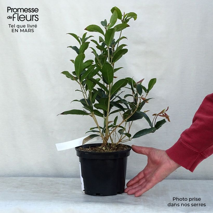 Osmanthus fragans - Osmanthe parfumé 2L/3L 40/60 cm Pot de 2L/3L sample as delivered in winter