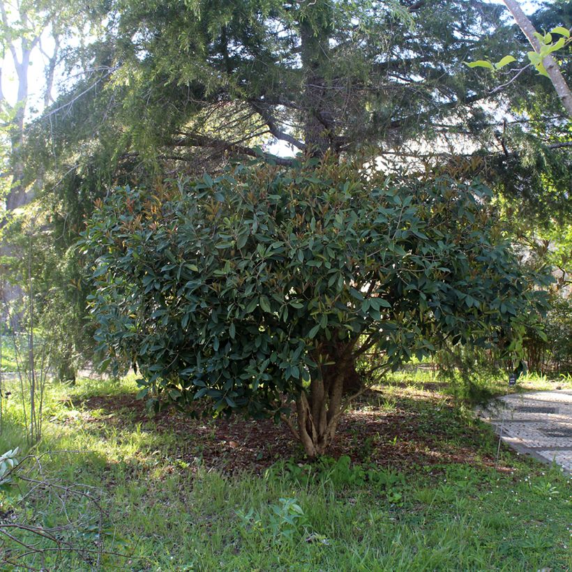 Osmanthus fragrans (Plant habit)