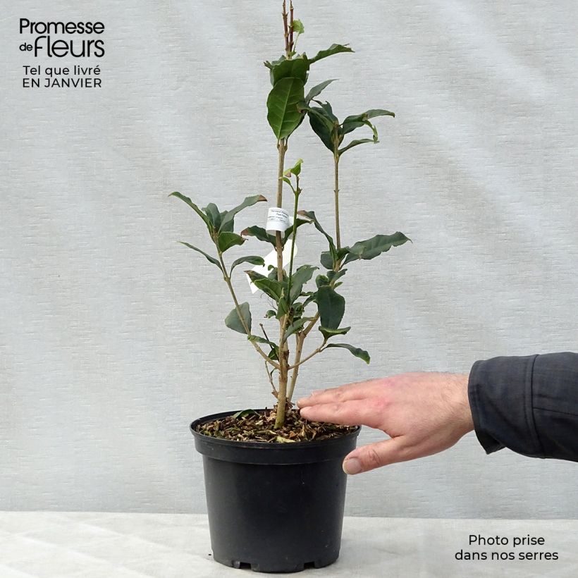 Osmanthus fragrans Aurantiacus - Osmanthe parfumé Pot de 2L/3L sample as delivered in winter