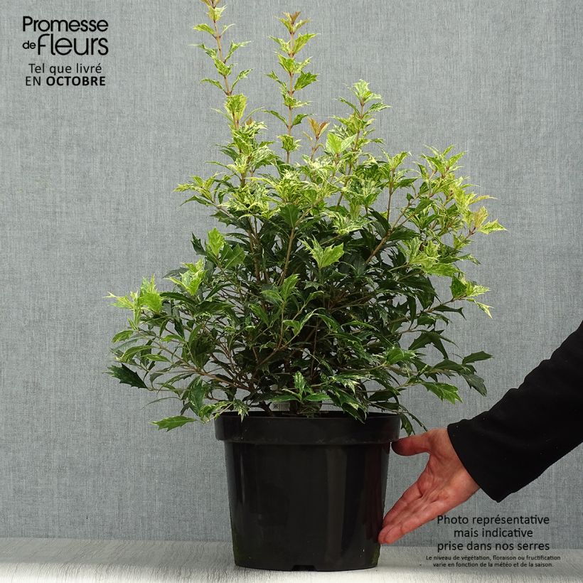 Osmanthus heterophyllus tricolor 7.5L/10L pot sample as delivered in autumn