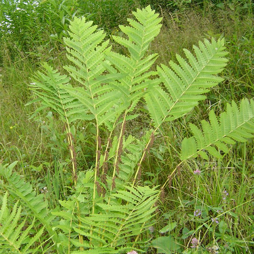 Osmunda claytoniana - Fern (Plant habit)