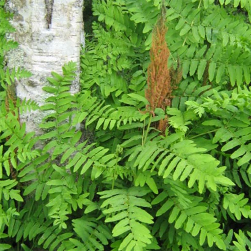Osmunda regalis Purpurascens - Royal Fern (Foliage)